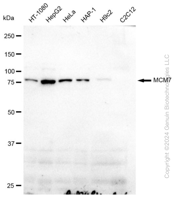 WB - KD-Validated Anti-MCM7 Rabbit Monoclonal Antibody AGI2296